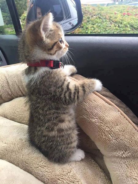 ReactionsAnimal's tweet photo. Mon chat quand il s'inquiète de ma conduite au volant https://t.co/Qj1UU1H5Ji