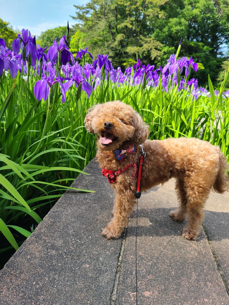 かわいいワタシには お花🌺が似合うでしょ✨
カキツバタの花言葉は「幸運は必ず訪れる」です😄
皆さまにも幸運が訪れますように😌

#トイプードル #メス #犬好き #犬のいる生活 #犬好きさんと繋がりたい #カキツバタ