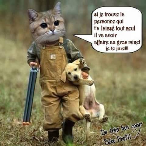 ReactionsAnimal's tweet photo. Mon chat quand je lui explique la triste histoire des animaux abandonnés https://t.co/rREwASHJ3B