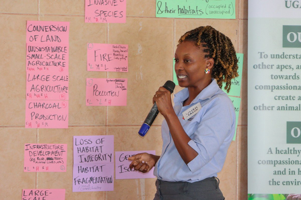 JGI_ug's tweet photo. The @MTWAUganda is partnering with @JaneGoodallInst and @WCSUganda to develop a new National Chimpanzee Conservation Strategy. This strategy aims to address current conservation challenges through stakeholder engagement and key transformative actions and programs. #savethechimp https://t.co/qdiT0W7pE6