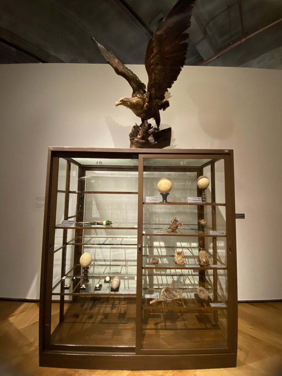 この卓上標本が二羽で踊ってるの最高に良かった… https://t.co/pvv9ccTBQG