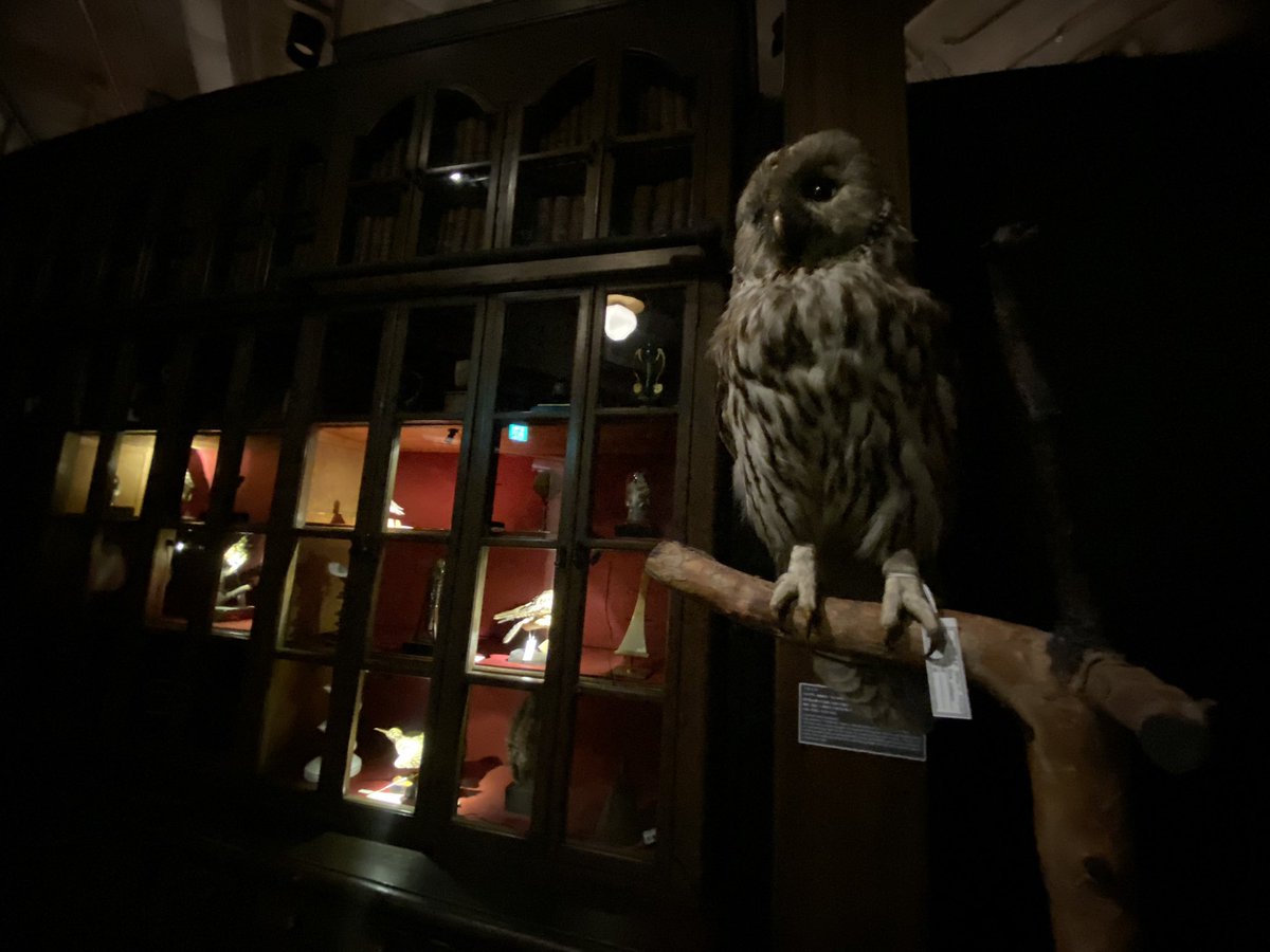 この卓上標本が二羽で踊ってるの最高に良かった… https://t.co/pvv9ccTBQG