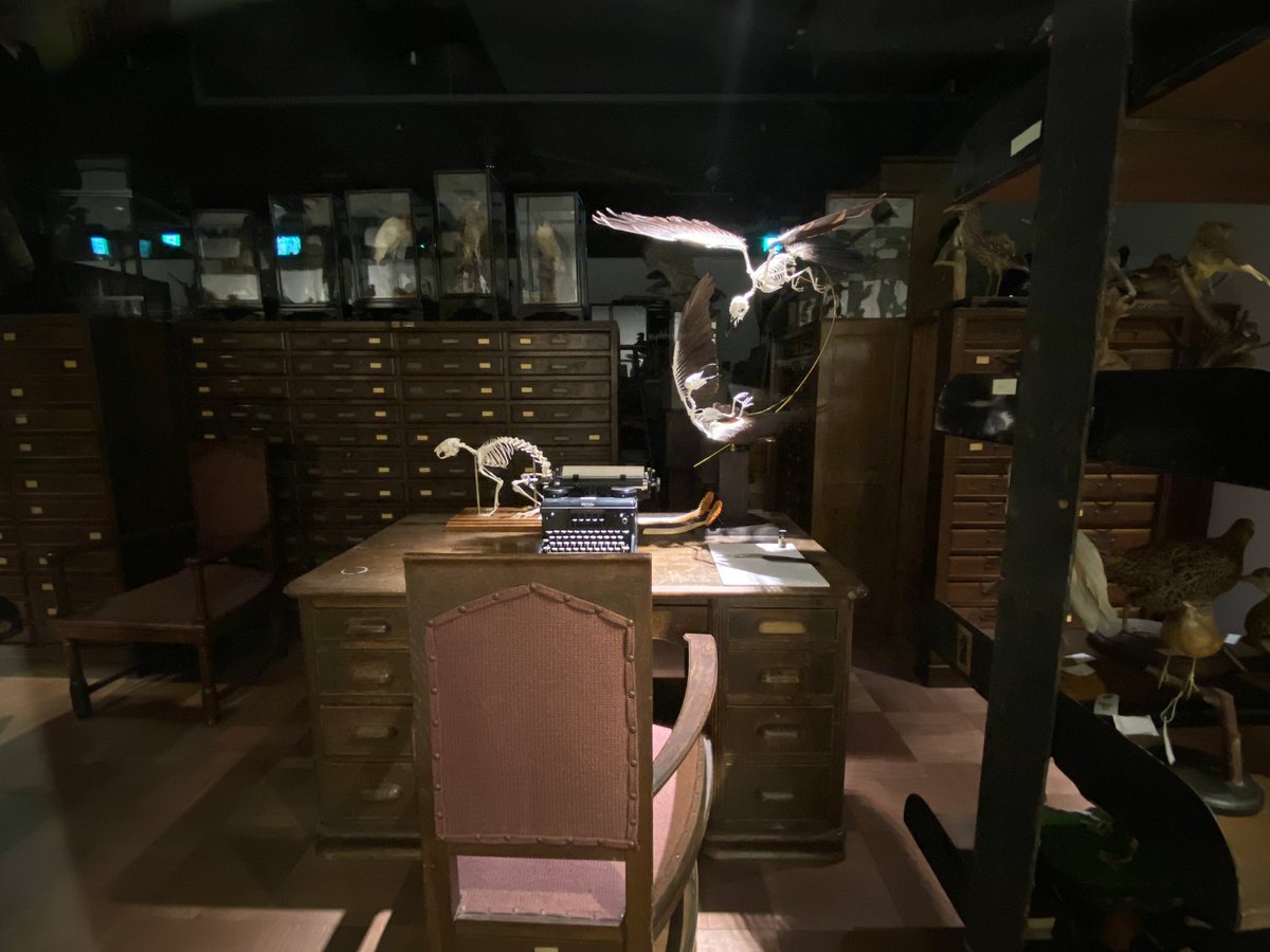 この卓上標本が二羽で踊ってるの最高に良かった… https://t.co/pvv9ccTBQG