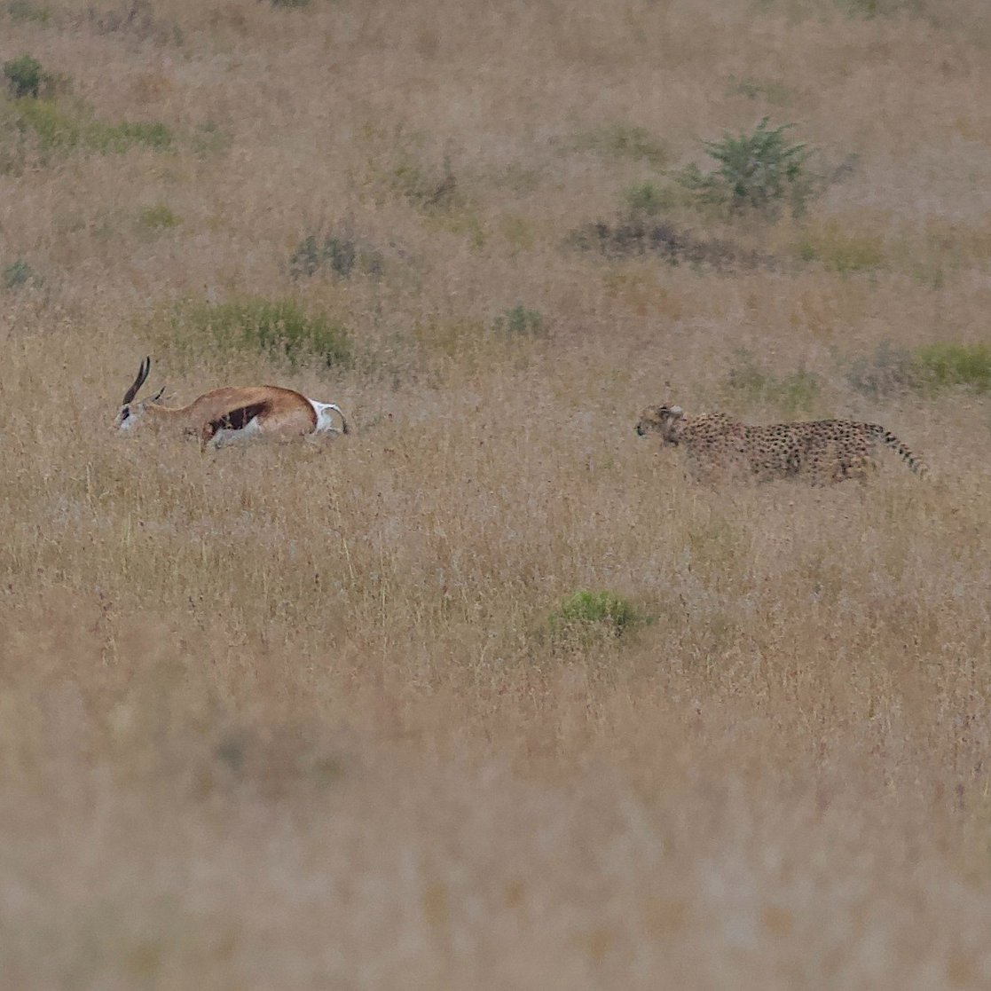 SANParksMZNP's tweet photo. 📸Stuart Pimm says "This is only the second cheetah hunt I've seen in 25 years. The cheetah was bolt upright, looking up the hill at a springbok that was wandering downslope unconcerned.  The cheetah crouched down, then started its successful chase." #LiveYourWild @SANParks https://t.co/aOezxML7zM