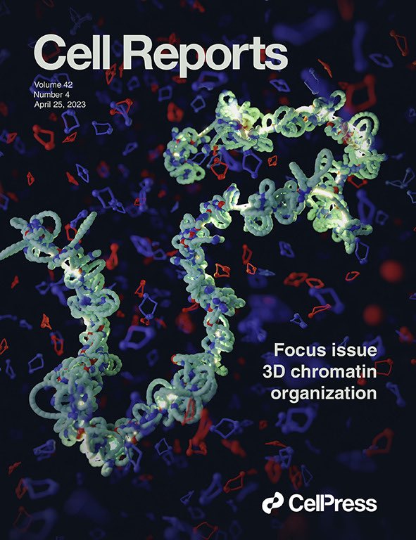 Our @CellReports special issue on 3D genome organization is now out! Featuring great reviews from @efapostolou29, @kind_jop, @piacosma and many fantastic articles! There is also a beautiful cover from @ThirumalaiArmy! Read the full collection here: cell.com/cell-reports/c…