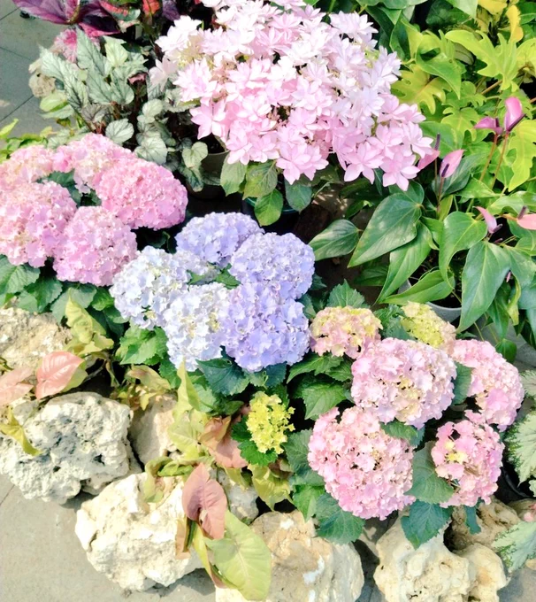 お花も見てきた ランの館無料で入れる癒やしスポットだから好き