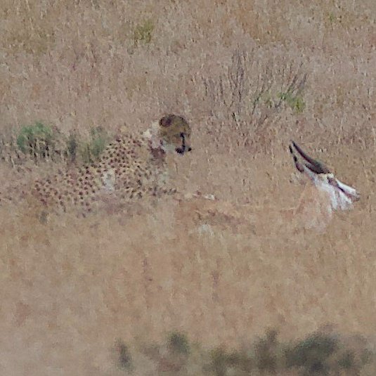 SANParksMZNP's tweet photo. 📸Stuart Pimm says "This is only the second cheetah hunt I've seen in 25 years. The cheetah was bolt upright, looking up the hill at a springbok that was wandering downslope unconcerned.  The cheetah crouched down, then started its successful chase." #LiveYourWild @SANParks https://t.co/aOezxML7zM