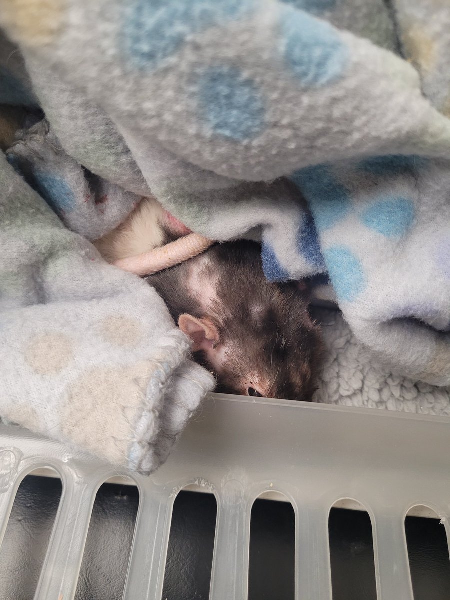 rat_seer's tweet photo. TW for pet death/injury

I'm returning from my slumber briefly to just ask for ya'll to send some good vibes Nimble's way. He isn't doing very well and if the medications he's on don't improve his condition I'll have to have him PTS which is absolutely killing me. https://t.co/H7jdIw62zz