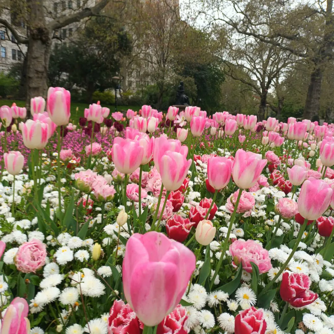 I did leave the house last week. Made it to Embankment and the tulips were everything. I'm a tulip obsessive.