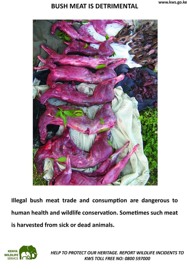 Amboselinp's tweet photo. Did you know that consuming wildlife can increase your risk of contracting deadly diseases? Bush meat trade and consumption is a threat to Wildlife and promotes Zoonotic Diseases. Our Toll Free line 0800597000 is open 24-7. Report any wildlife incidences.
#SayNoToBushMeat https://t.co/BY6eJezio0