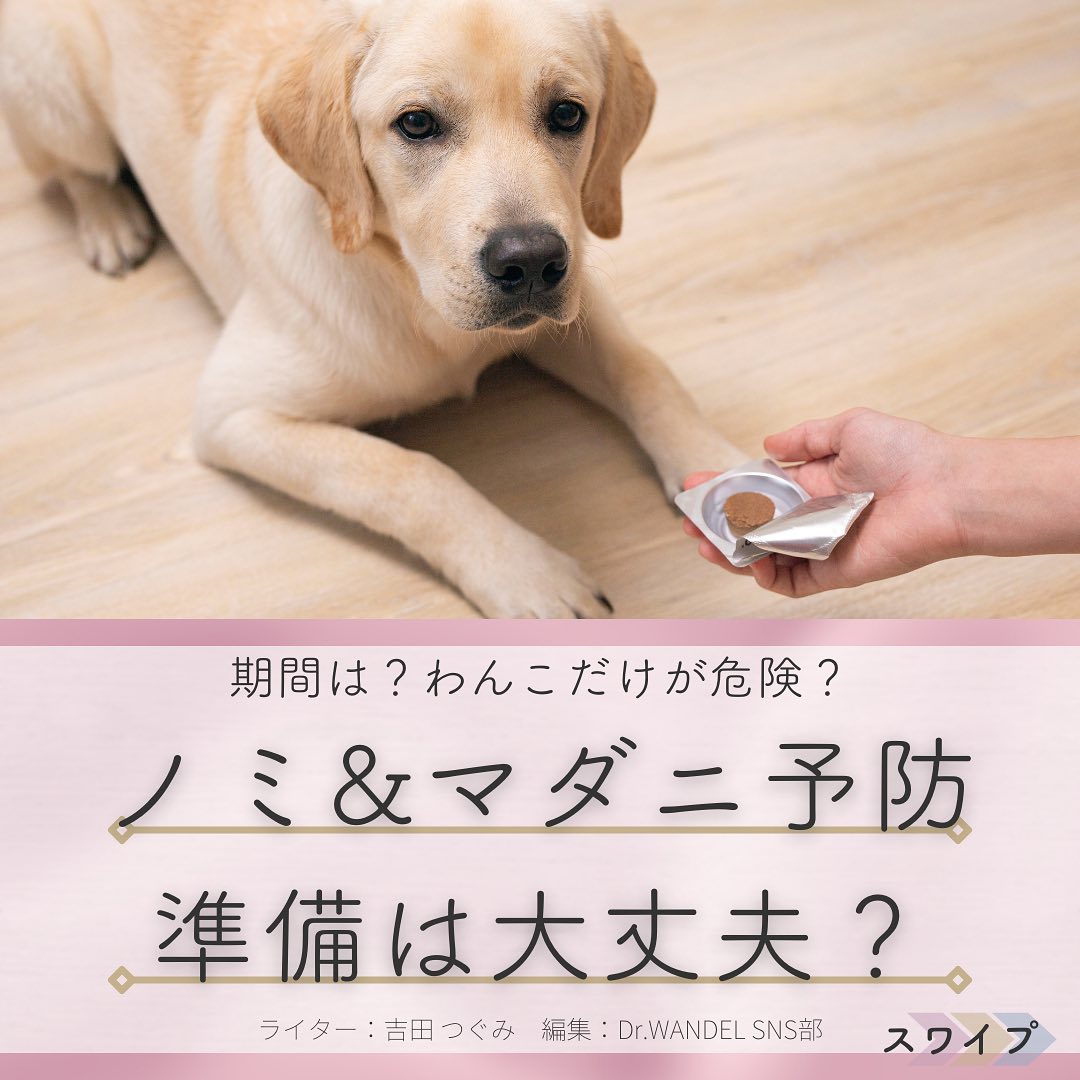 WANDEL_official's tweet photo. 連休初日いかがお過ごしっすか〜？✨

今日はワンさん🐶のノミ&amp;マダニ予防のお話っす～
対ワンさんだけでなく飼い主さん🧑を守ることにも繋がるっすよ🛡
#犬好きな人と繋がりたい https://t.co/7018QiCgOp