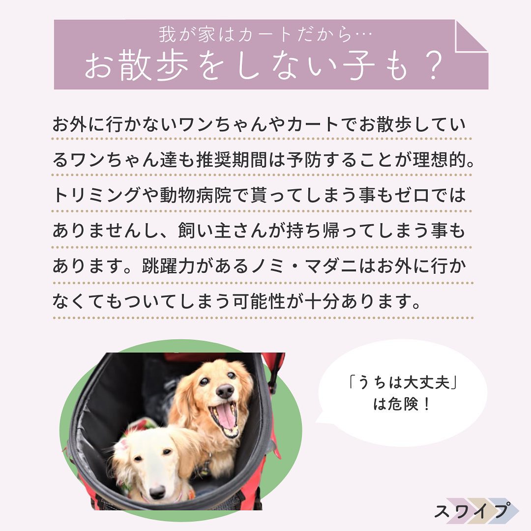 WANDEL_official's tweet photo. 連休初日いかがお過ごしっすか〜？✨

今日はワンさん🐶のノミ&amp;マダニ予防のお話っす～
対ワンさんだけでなく飼い主さん🧑を守ることにも繋がるっすよ🛡
#犬好きな人と繋がりたい https://t.co/7018QiCgOp