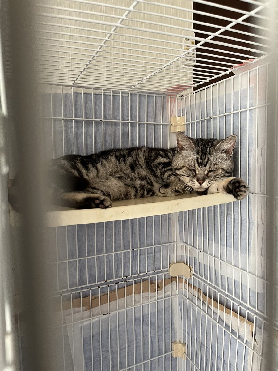 都内で リッチェル 猫ケージ 至急募集 猫用品 - ellasearle.com.au
