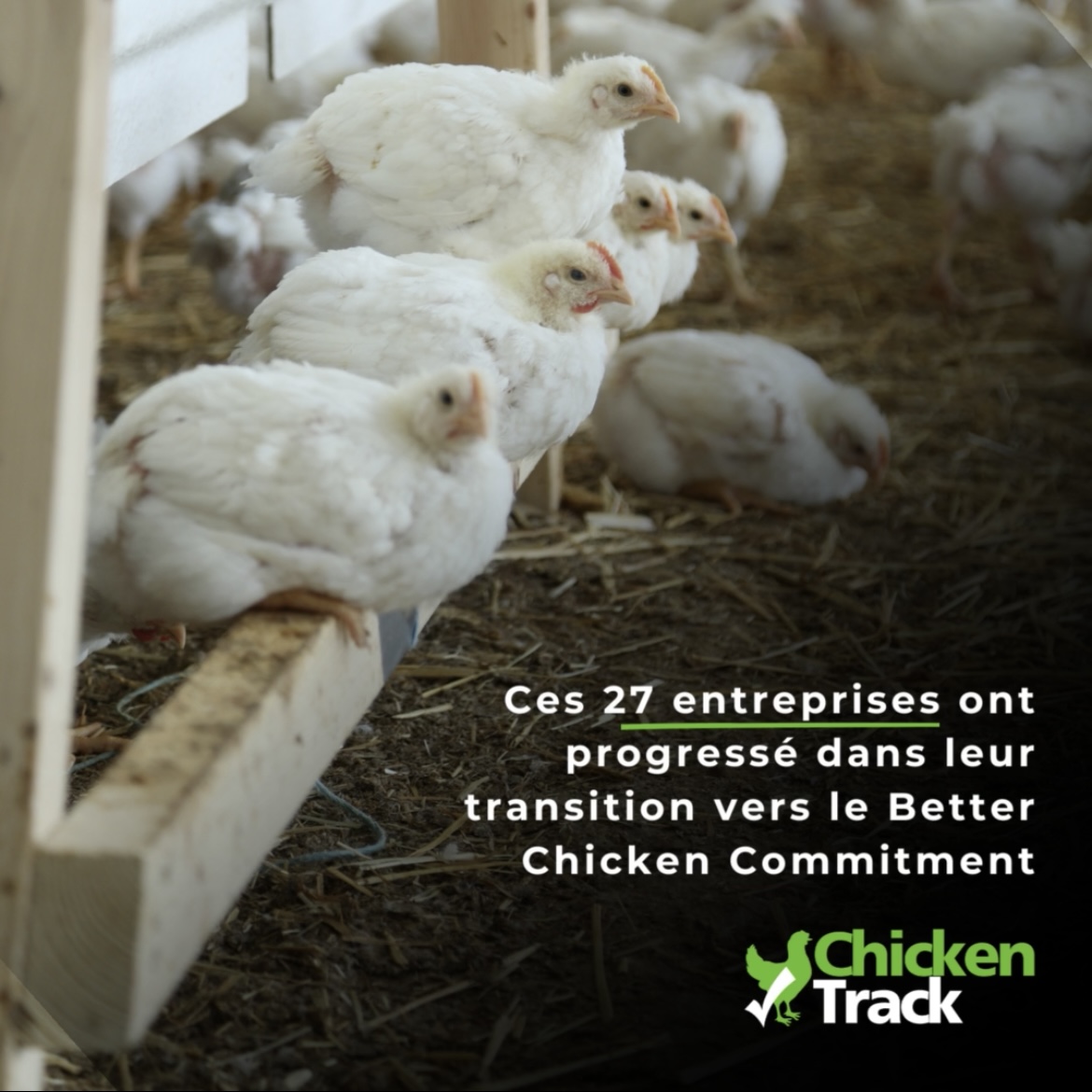 CIWF_FR's tweet photo. Notre rapport européen #ChickenTrack révèle les entreprises qui progressent pour améliorer les conditions de vie des poulets de chair #BetterChickenCommitment. 🐔

Bravo 👏 à ces 27 entreprises 👉 https://t.co/F8POpdfmdC https://t.co/nd0jInB3P2