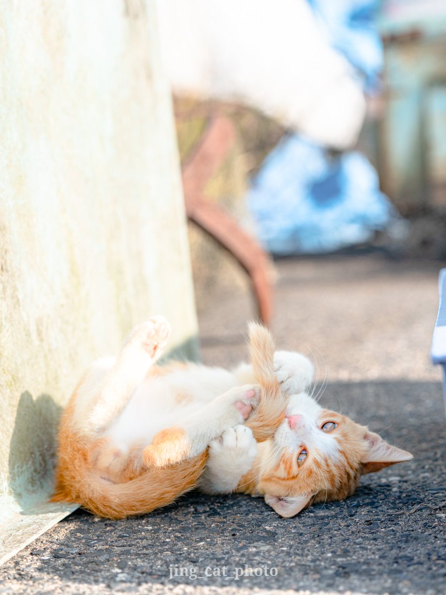 まったりガジガジ

#茶白猫 #茶白 #猫 #ねこ #猫咪 #nekoclub #tokyocameraclub #cat #caturday #cats #catstagram #catlovers