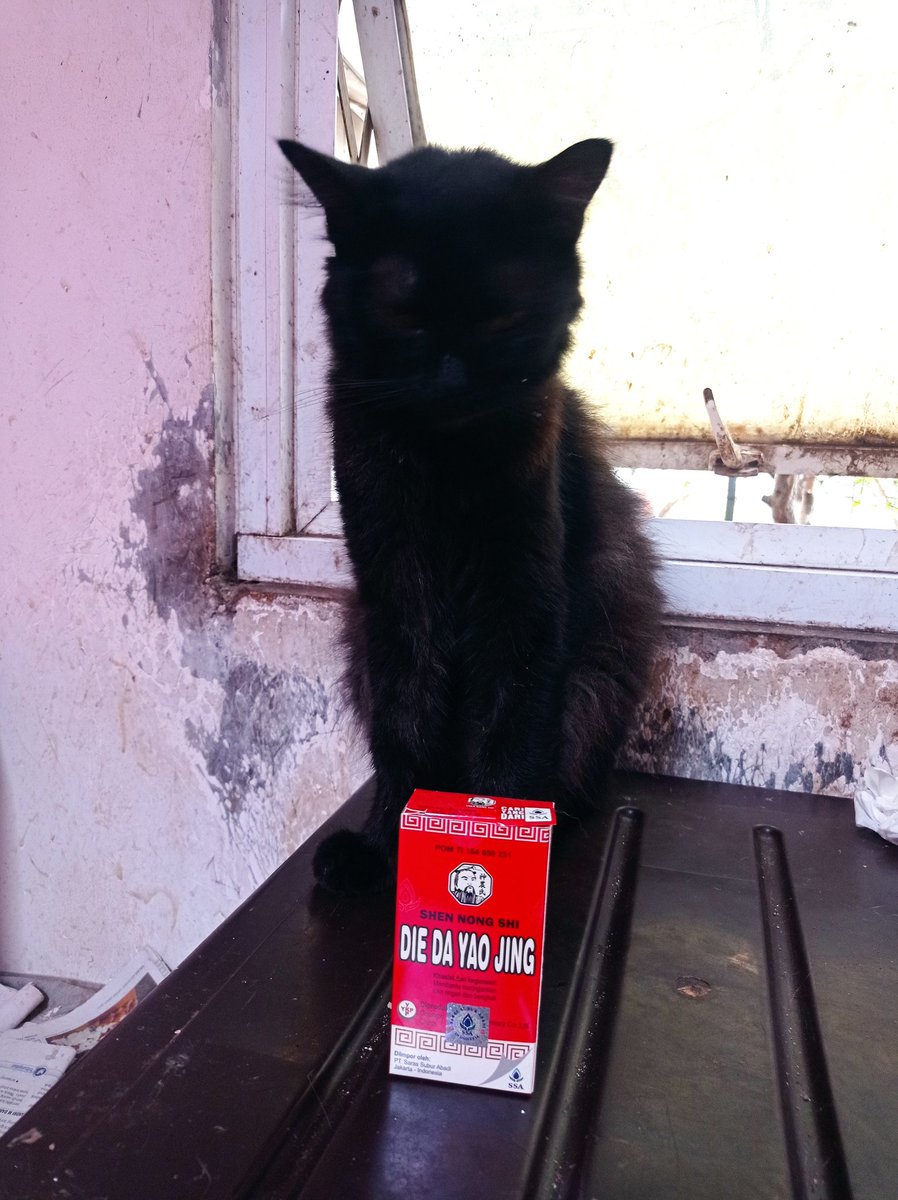 dhenokhastuti's tweet photo. Minta anak lanang berpose untuk promo produk lapak, lha kok ra ketol blas ngene bocahe 🤭

#DemianTheBlackCat 
#kucinghitam
#lapakrumahronin https://t.co/jGhbiNjjLO
