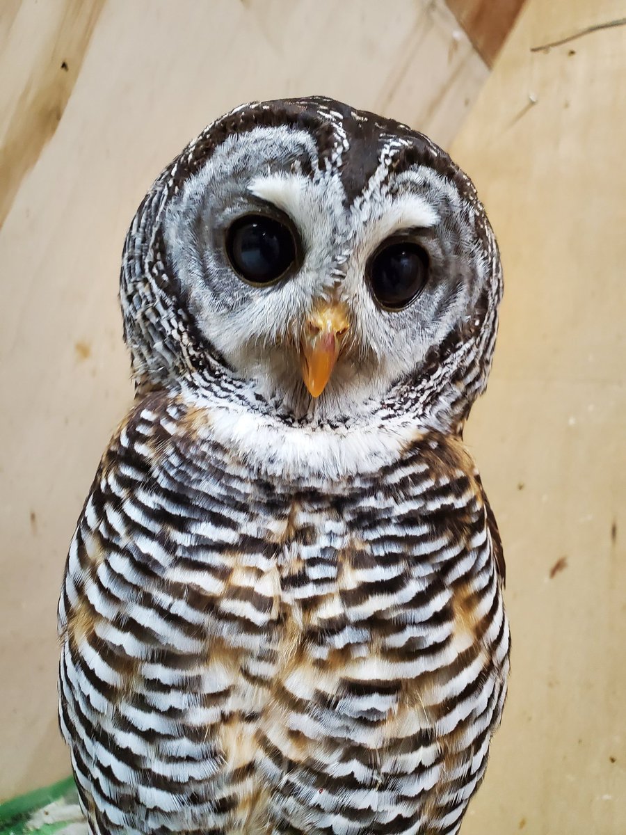 fukurousaboo's tweet photo. 本日もたくさんのご来店ありがとうございます🦉

国分寺のカフェの営業は5月7日（日）で隣市に移転、リニューアル準備のため長期休業期間に入ります。
(新店舗での再開は夏～を予定してます) https://t.co/r5txZaWs81