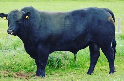 l15hhh's tweet photo. We have a selection of Aberdeen Angus bulls for sale. All ready to go to work. DM for details. #felllaneangus #aberdeenanguscattle #bulls https://t.co/ZEeQVWkqwg