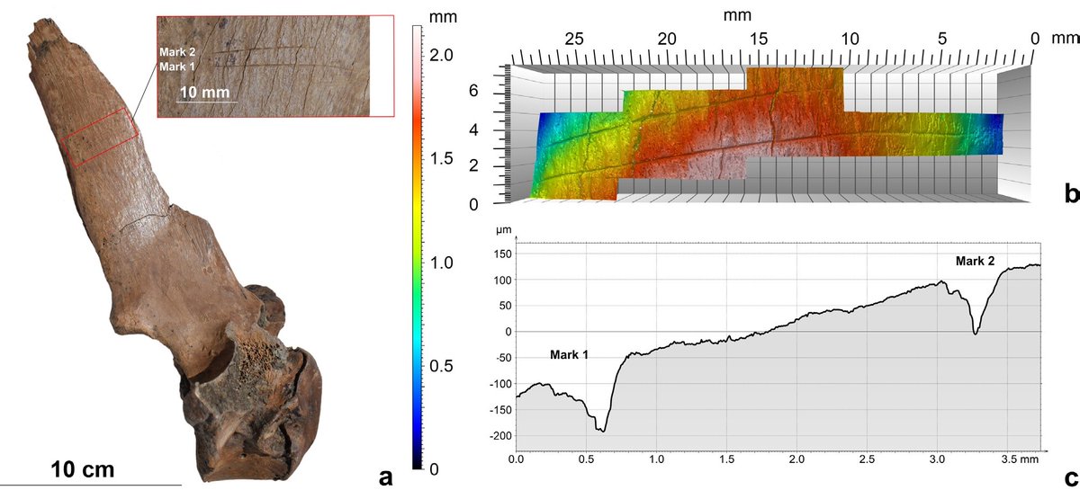 📣 New paper alert 
Konidaris et al. describe new Middle Pleistocene locality Marathousa 2 (Megalopolis basin, Greece) and #hominin exploitation of megafauna 🦛, now online in the current issue of PaleoAnthropology! 
Check it here ⬇️
#OpenAccess 
paleoanthropology.org/ojs/index.php/…