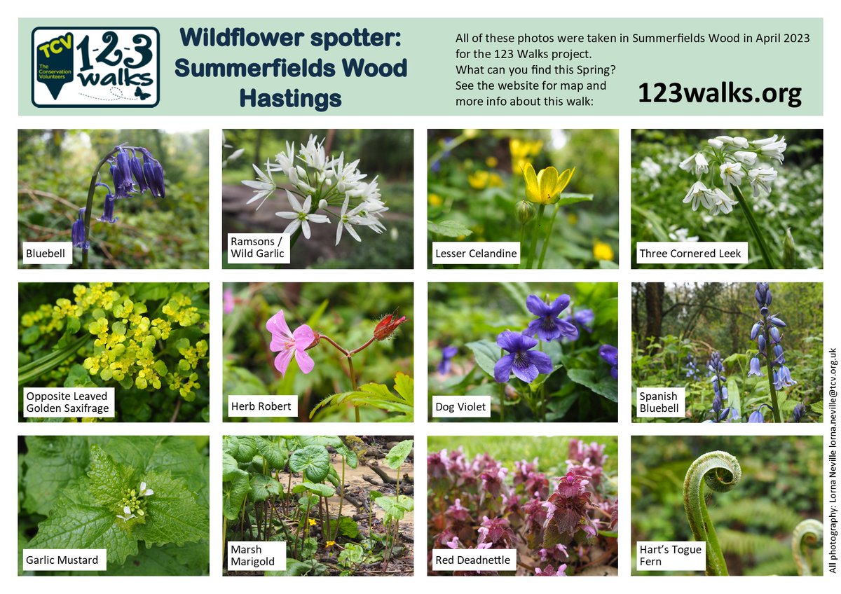 123Walks's tweet photo. *Summerfield Wood LNR #hastings #eastsussex*
Wildflower spotter sheet - all pics taken here 28/04/2023
See 123 FB page for more pics
#getwalking #naturewalks #springwalks #hastingsbluebells #walkforwellbeing #connectwithnature https://t.co/GEWrJ73tRY
