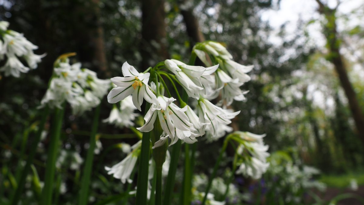 123Walks's tweet photo. *Summerfield Wood LNR #hastings #eastsussex*
Wildflower spotter sheet - all pics taken here 28/04/2023
See 123 FB page for more pics
#getwalking #naturewalks #springwalks #hastingsbluebells #walkforwellbeing #connectwithnature https://t.co/GEWrJ73tRY