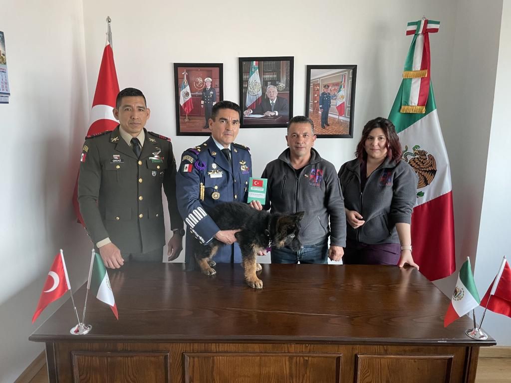 telepativet's tweet photo. El hospital veterinario Telepati,debido al sismo ocurrido en Febrero,el cual derivó en la muerte del rescatista y héroe Proteo, ha donado en nombre del pueblo turco un cachorro Pastor Arkadaş amigo, la Secretaría de Defensa de México,lo recibió el día de ayer #Proteo @SEDENAmx https://t.co/HyhkhtNVtF