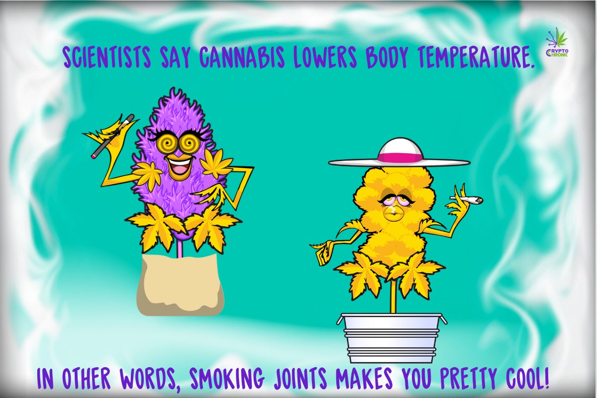CryptoChronic1's tweet photo. #MeetChronics
🔹Over 4,2 billion possible variations
���Fully animated with distinct personalities
🔹Unique names, backstories body types

NFT Sale soon‼ Stay tuned📡

#CryptoChronicCannaverse #NFT #CryptoChronics #Cannaverse #NFTProject #gaming #GameFi https://t.co/TxKL11pEyd