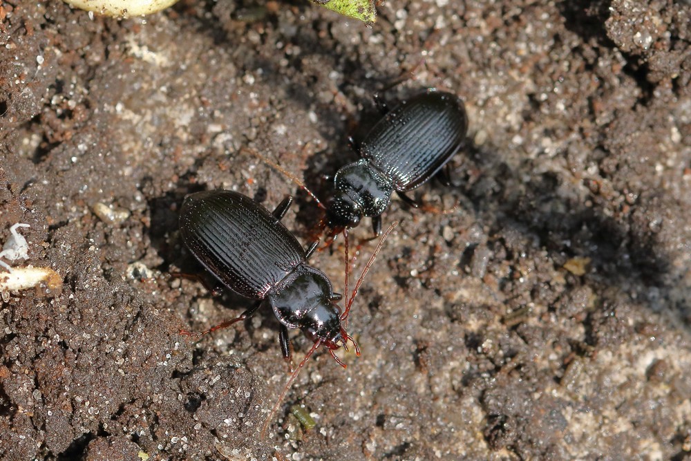 verborgennatuur's tweet photo. Maak kennis met de gewone kortnek (Nebria brevicollis)! 🔍

Je vindt deze loopkever met name op beschaduwde plekken, waaronder ook stadsparken en tuinen. Toch is dit #bodemdier een echte nachtbraker die vooral gedurende het eerste deel van de nacht actief is.

📸: Koos Werther https://t.co/wxDUVMIM2h
