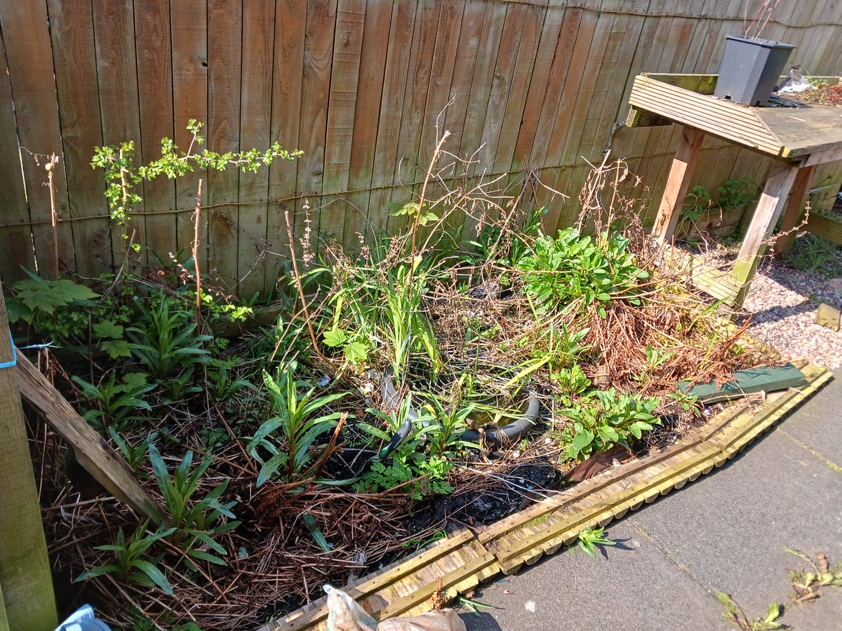 froglifers's tweet image. Our #CoalfaceToWildspace team created a bog garden with the @walsallwhg Gardening Club. This will provide a boggy refuge for #amphibians &amp;amp; valuable habitat for invertebrate species. The team will be back here on the 16th May to create a new #minipond too! #NationalGardeningWeek