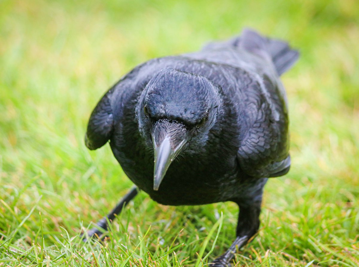 Crow was a bit closer than I thought.