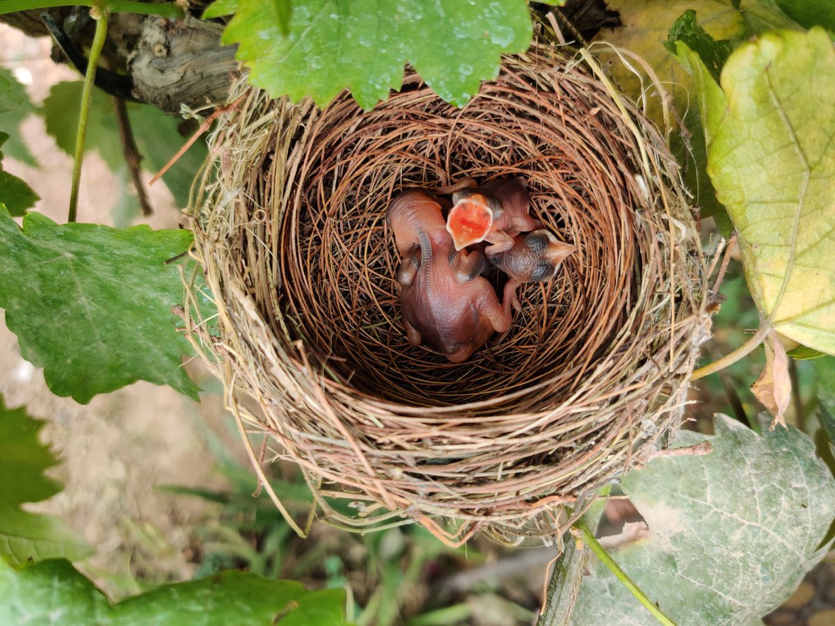 Weather in #Delhi in May is wild. IMD is as baffled as us. I'd like to think this is #climatechange but we know that that's not accurate.

I wonder if this weather's having any major impact on mating and nesting of birds. Here's a red vented bulbul's nest from a week ago.