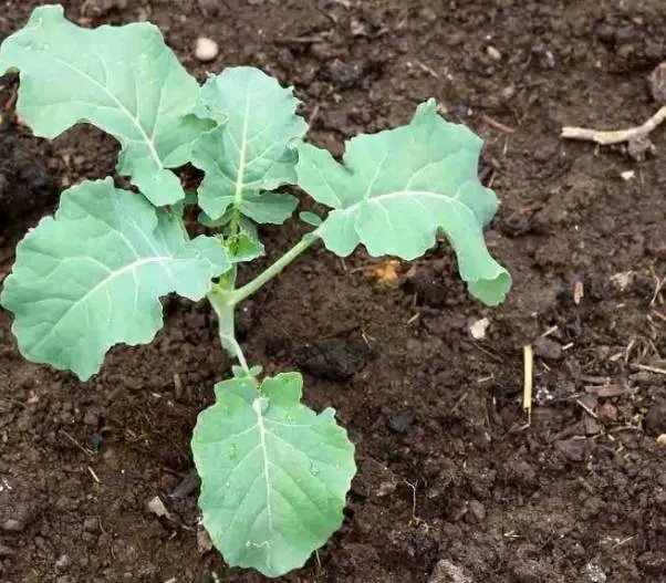 agrealafrica's tweet photo. Eat your veggies direct from your farm! We got you sorted with healthy kales seedlings
#sustainablefarming #agriculture #kikuyu https://t.co/D8BxJLmAut