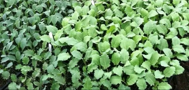 agrealafrica's tweet photo. Eat your veggies direct from your farm! We got you sorted with healthy kales seedlings
#sustainablefarming #agriculture #kikuyu https://t.co/D8BxJLmAut