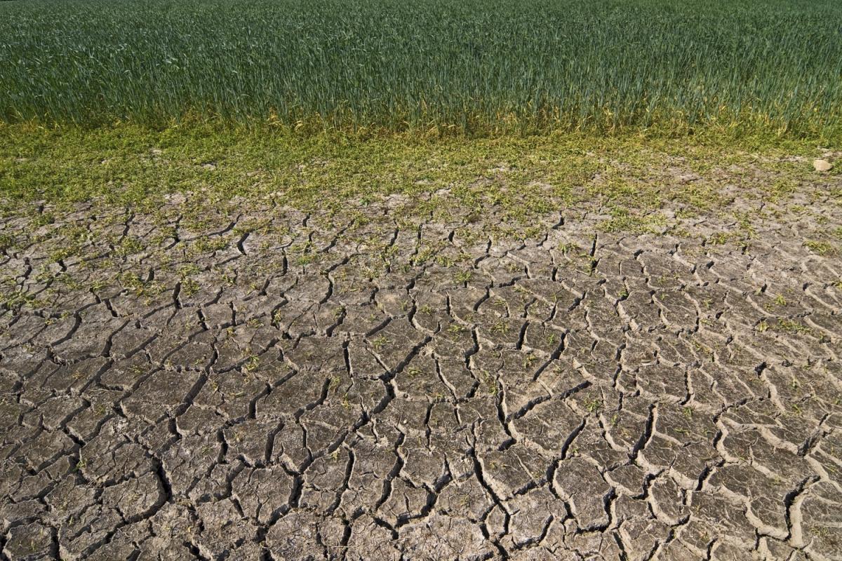 Des sols craquelés, des réserves d'eau💧 au plus bas...
Alors que la #sécheresse  s'installe, comment les plantes peuvent s'adapter au manque d'#eau ?🤔
Réponse avec Delphine Luquet du #Cirad dans « L’échappée Sciences » , le #podcast de <a href="/FR_Conversation/">The Conversation France</a>
👉bit.ly/44pOxzi