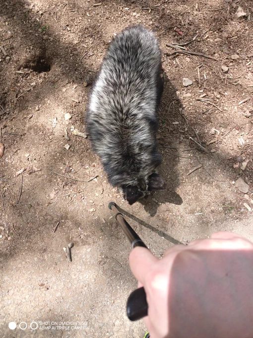 これはなんか杖のゴムに非常に懐いてきた謎のキツネ