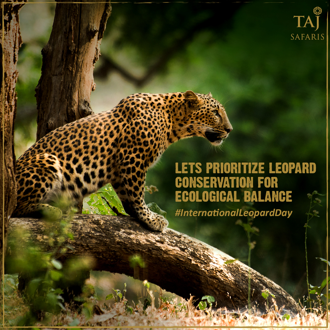 TajSafaris's tweet photo. By supporting leopard conservation, we can ensure the survival of one of the world's most iconic and beloved big cats, contributing to the continued health and well-being of our planet's ecosystems.

#TajSafaris #WildlifeEscapes #InternationalLeopardDay https://t.co/snfo5Hcx1r