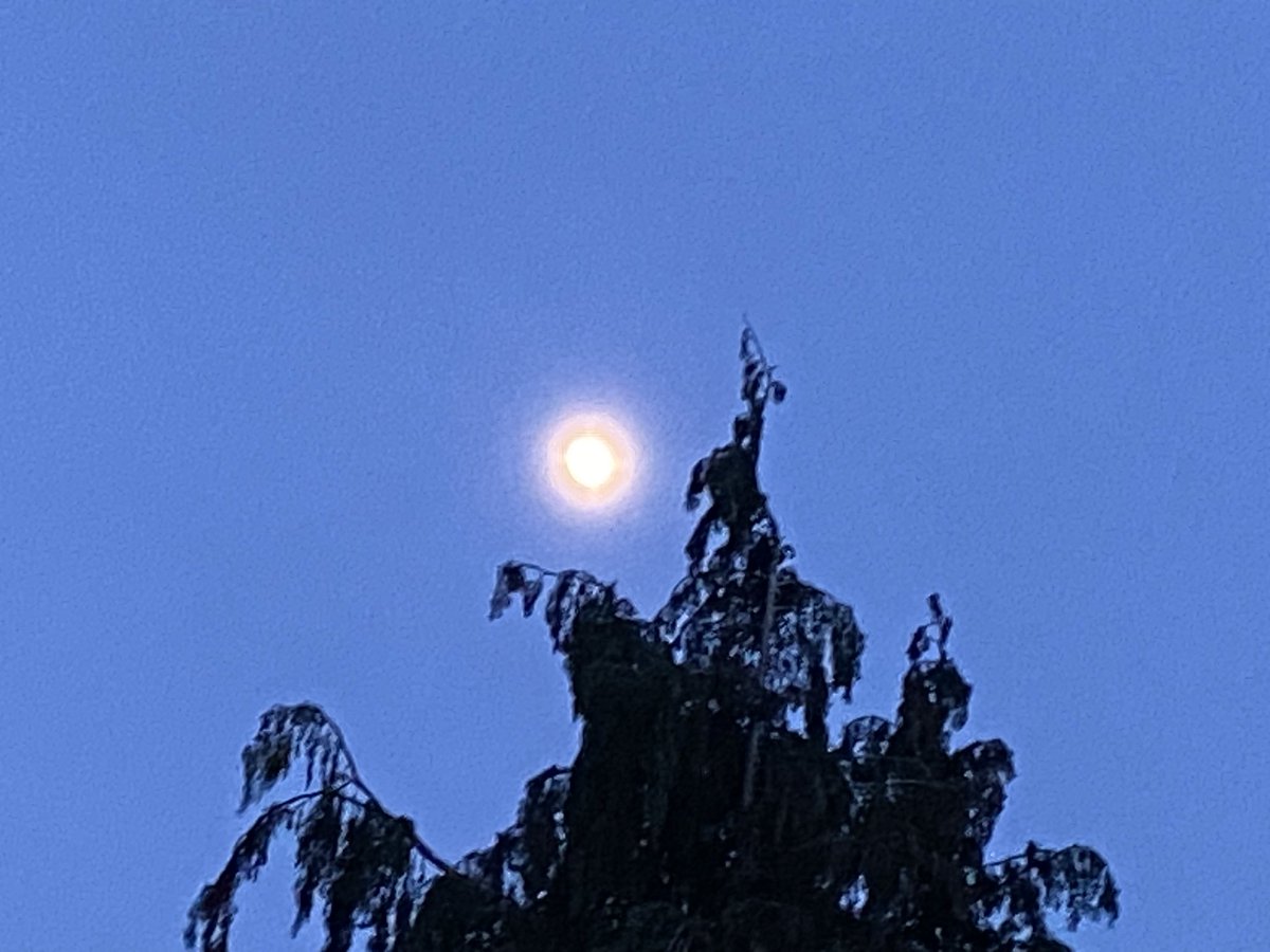 Moon of May, My May Moon
Standing straight above 
Chatting to the Tree
I can hear your voice 
Softly whispering 
I’m here to tell you 
All will be OK
Look at my May Light