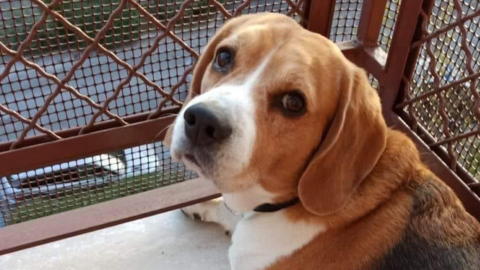 TG24info's tweet image. Frosinone – #Malata di cancro cerca chi si prenda cura del suo Achille | tg24.info tg24.info/frosinone-mala… #affidamento #cane