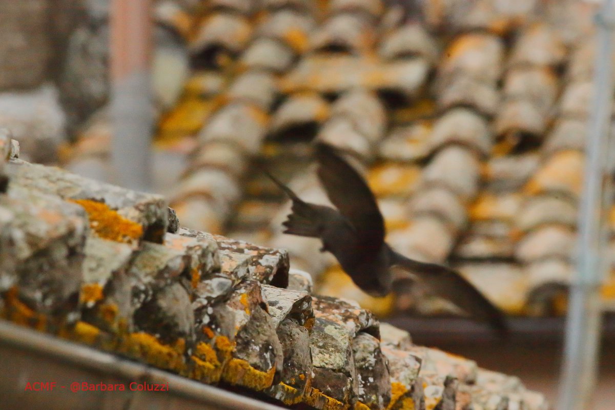 Rondone in volo da vicino fotografia.camera/negozio/foto-d… via @coluzzi_barbara Rondone in volo da vicino - Lugnano in Teverina 1/5/2023
Canon 300mm 1/1000s f13
#fotografia #photography #natura #nature #uccelli #birds #rondone #swift #apusapus #umbria #italy #canon #photooftheday