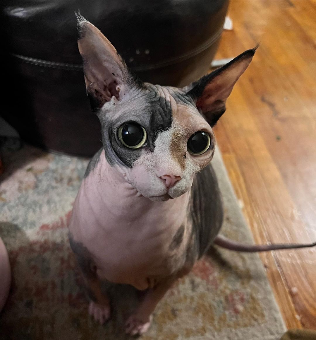 Fluff around and find out face… look at those eyes 😍 @lady_flufferton 

#lady_flufferton #ladyflufferton #FlufferNation #crazyeyes #sphynx #sphynxnation #sphynxlair #sphynxofinstagram #ifyouknowyouknow #catsofinstagram