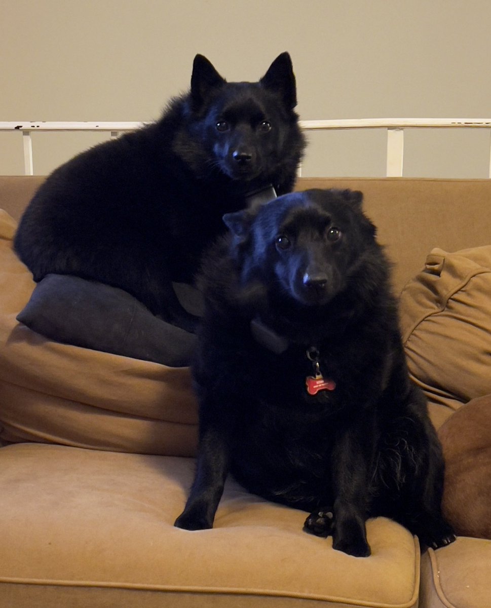 Judee_M's tweet photo. Pups being a little more cooperative this morning
#dogsoftwitter #blackdogsrule #dogs https://t.co/cFPfVtkrOs