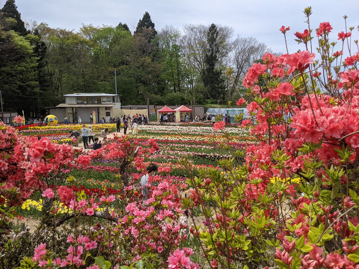 400XandTRICITY's tweet photo. GWイン八甲田山です。
山では桜、里にチューリップ!
湖ではキャンプと見所いっぱいですね!
(キャンプするとは言ってない)

#400X https://t.co/fbQOtSGQla