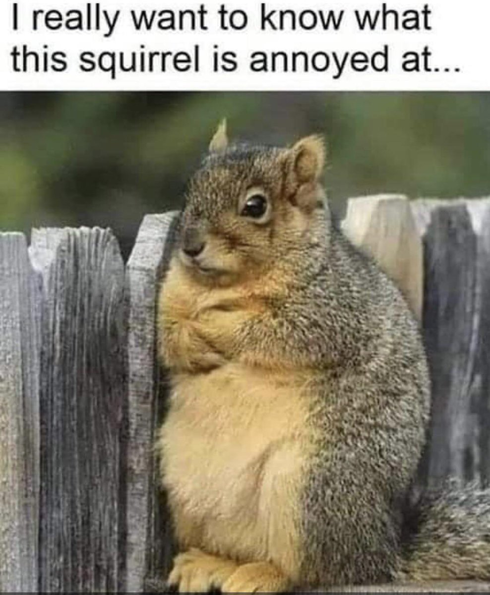 WholesomeMeme's tweet photo. https://t.co/5kvXqxtuSi