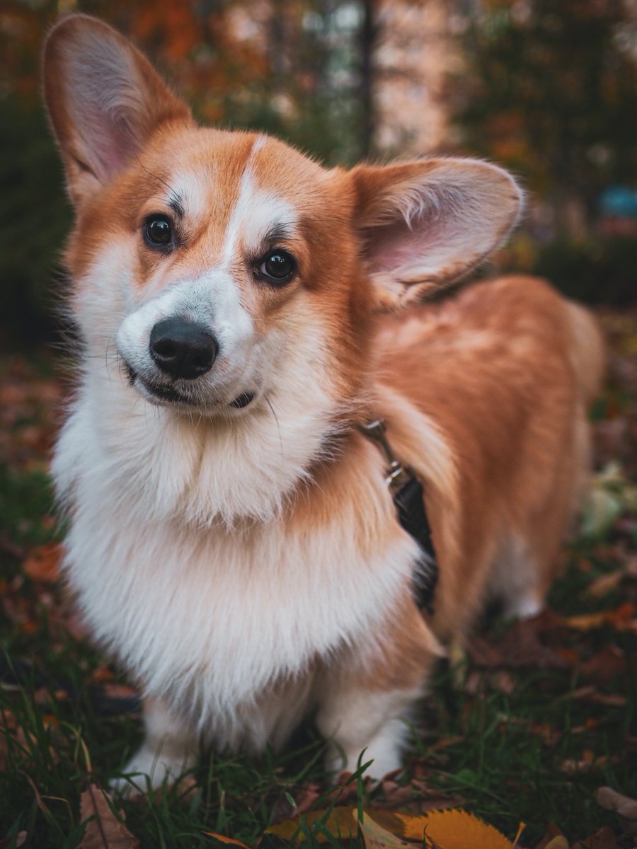 Dogs can also improve a child's cognitive development. Children learn problem-solving skills and critical thinking when interacting with their furry friend. Has your child developed cognitive skills through their dog? #CognitiveDevelopment #ProblemSolving
