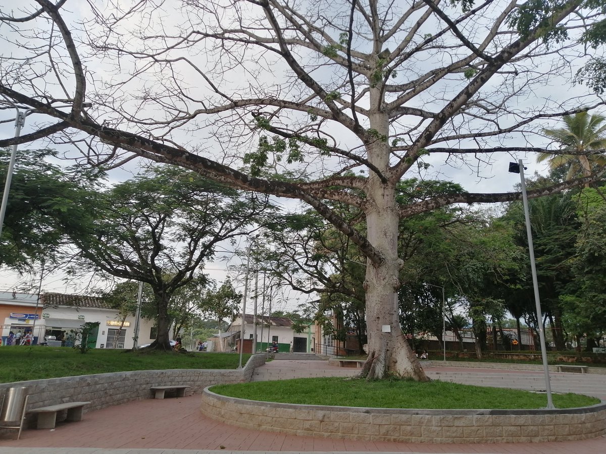 leyton_javier's tweet photo. #Ocobos, #ceibas, #dindes, #samanes y otras especies arbóreas recibieron el reconocimiento Monumento Natural 2023 por parte de la @CAMHUILA. Riqueza natural de nuestro país #Colombia #Huila https://t.co/2CkHTxJSFY