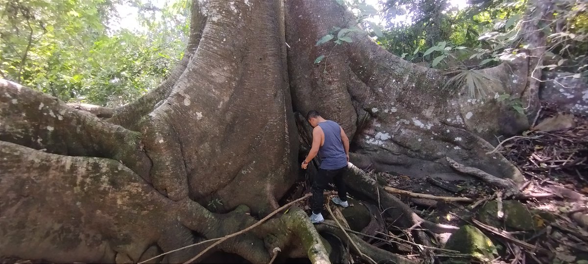 leyton_javier's tweet photo. #Ocobos, #ceibas, #dindes, #samanes y otras especies arbóreas recibieron el reconocimiento Monumento Natural 2023 por parte de la @CAMHUILA. Riqueza natural de nuestro país #Colombia #Huila https://t.co/2CkHTxJSFY