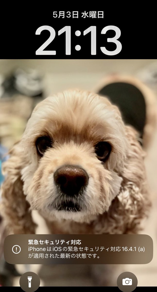 OriPi_OnlyP's tweet image. #iPhone アプデ有り〼
なにこの緊急セキュリティ対応って🚨💦
#iOS1641a