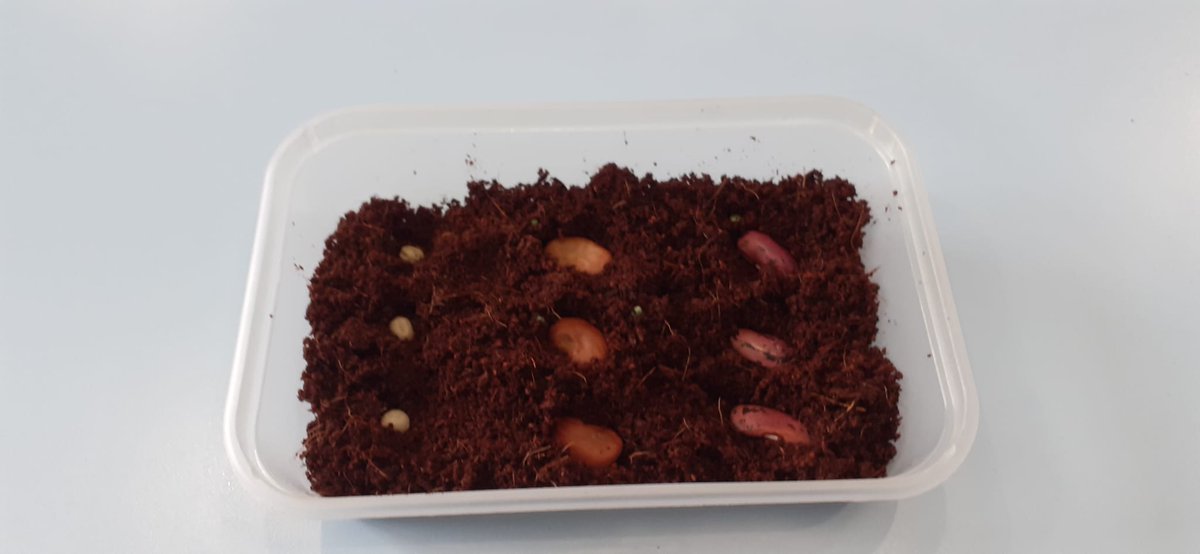 Our pupils have been busy planting seeds to grow indoors. We can't wait to watch them grow and see what kinds of plants they produce. 

#planting #seeds #DofE