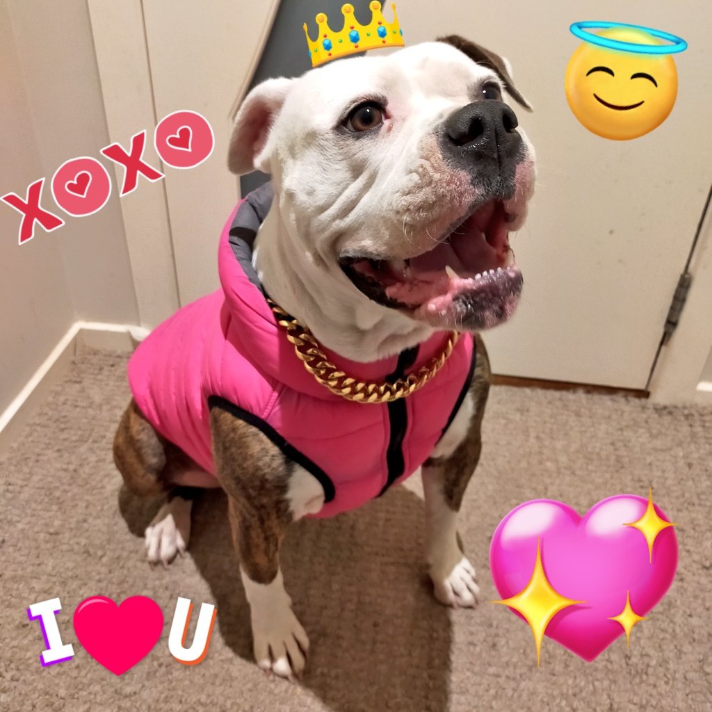 ♡︎𝑗𝑒𝑠𝑠𝑖𝑒 🐻 𝑐𝑟𝑦𝑝𝑡𝑜𝑑0𝑙𝑙♡︎ tweet media