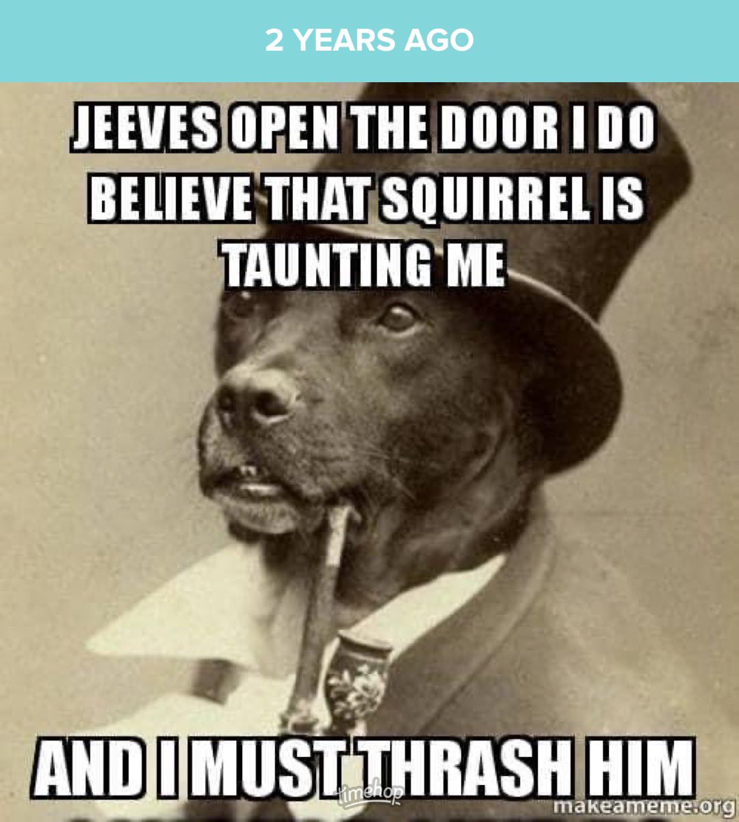 cathyswales's tweet photo. My humum used to love these Jeeves posts! Says it is so me!! Cheeky! #funny I do love a squizzel though! ๐๐๐ #squizzel #bossdog #lordofthemanor https://t.co/bizjeVZMy5